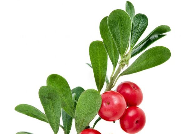 Clean Forte mengandung daun bearberry