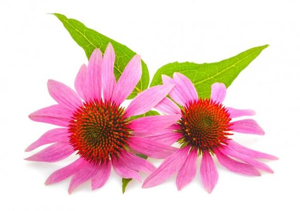 Clean Forte mengandung ekstrak Echinacea purpurea