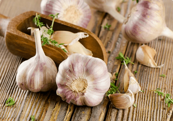 Bawang putih dari cacing