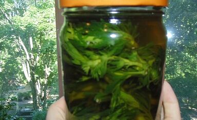 Tingtur herbal untuk menghilangkan parasit dari tubuh